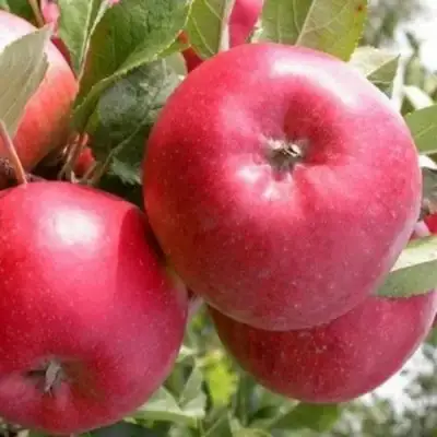 Яблоня ПОСПЕХ в Новополоцке