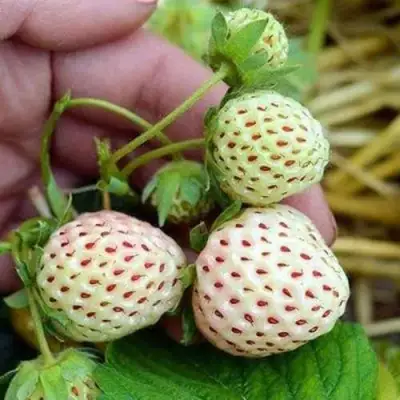 Клубника АНАНАСА ремонтантная в Новополоцке