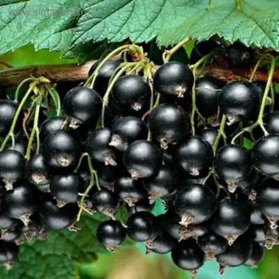 Смородина черная БЕН КОНАН в Новополоцке