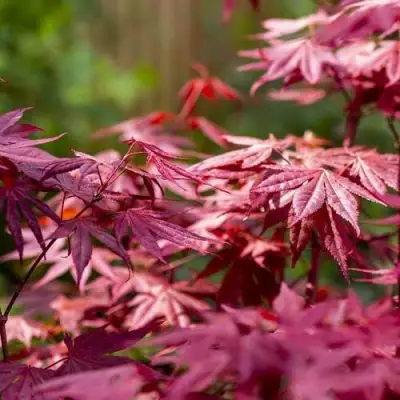 Клен дланевидный АТРОПУРПУРЕУМ в Новополоцке