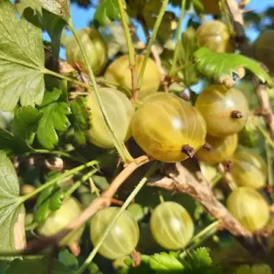 Крыжовник БЕЛОРУCСКИЙ САХАРНЫЙ 2 в Новополоцке