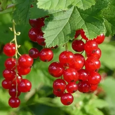 Смородина красная РОНДОМ в Новополоцке