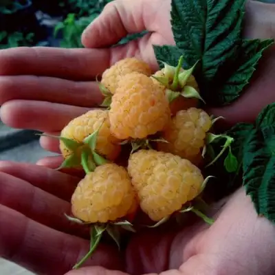 Малина ЗЮГАНА ЗОЛОТАЯ в Новополоцке