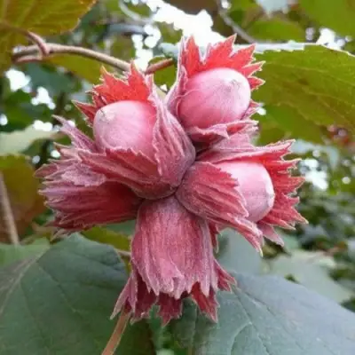 Фундук СКАРЛЕТТ в Новополоцке