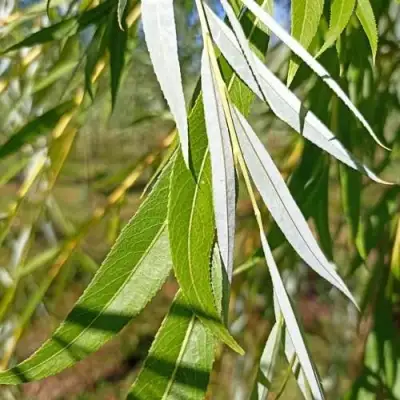 Ива ВИТЕЛЛИНА белая  в Новополоцке