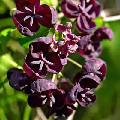 Акебия ПЯТЁРНАЯ  в Новополоцке