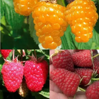 Комплект ЗОЛОТАЯ МАЛИНА в Новополоцке