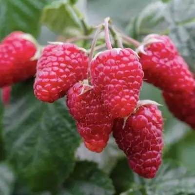 Малина МАРОСЕЙКА в Новополоцке