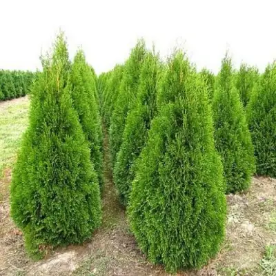 Туя СМАРАГД западная в Новополоцке