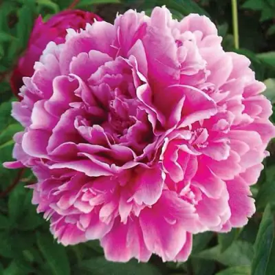 Пион ПУРПУРНАЯ ФЕЕРИЯ травянистый в Новополоцке