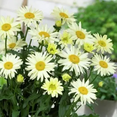 Нивяник БРОДВЕЙ ЛАЙТС великолепный в Новополоцке