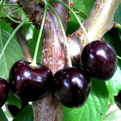 Вишня ШОКОЛАДНИЦА в Новополоцке