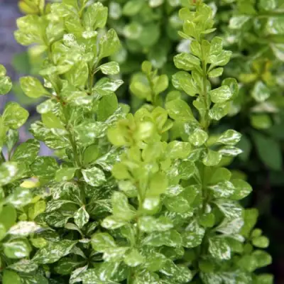 Барбарис ПАУ ВАУ тунберга в Новополоцке