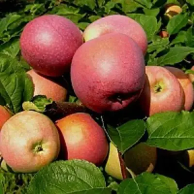 Яблоня СЛАВА ПОБЕДИТЕЛЯМ в Новополоцке