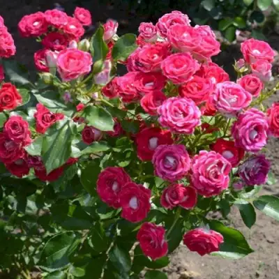 Роза ШОНЕ КОБЛЕНЦЕРИН флорибунда в Новополоцке