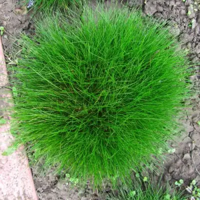 Овсяница ГОТЬЕ в Новополоцке