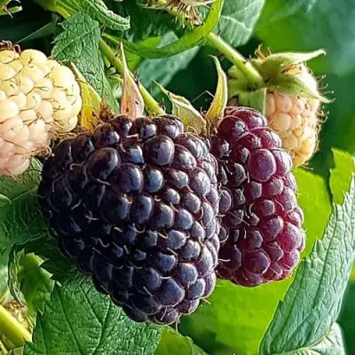 Малина БЛЭК ПОЛЬКА (ХЕБАН) в Новополоцке