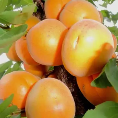 Абрикос ДЕСЕРТНЫЙ в Новополоцке
