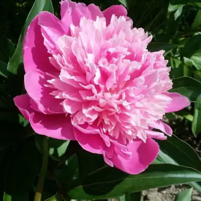 Пион ГОЛУБАЯ ХРИЗАНТЕМА травянистый в Новополоцке