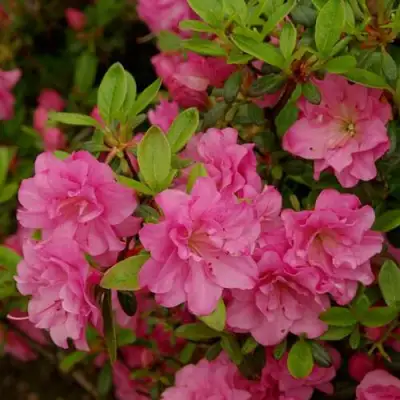 Азалия РОЗИНЕТТА японская в Новополоцке