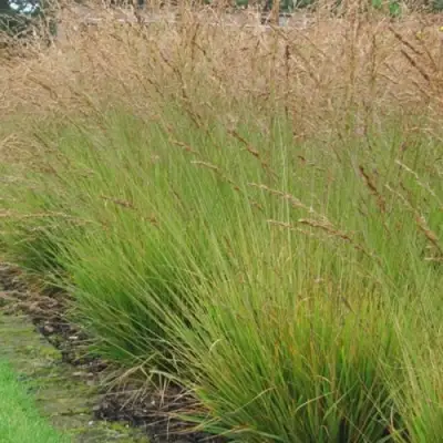 Молиния ПОЛ ПЕТЕРСОН голубая в Новополоцке