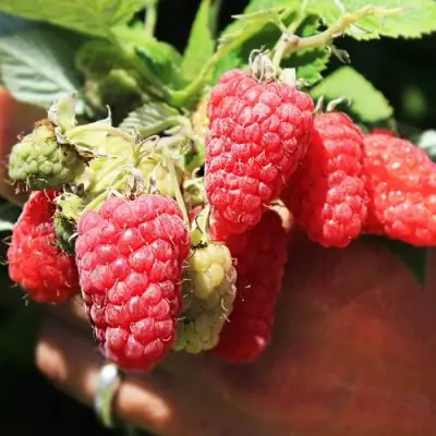 Малина ПАТРИЦИЯ в Новополоцке