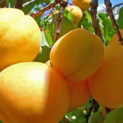 Абрикос ПАМЯТЬ ЛОЙКО в Новополоцке