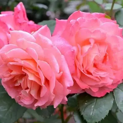 Роза ИНСТИТУТ ЛЮМЬЕР шраб в Новополоцке