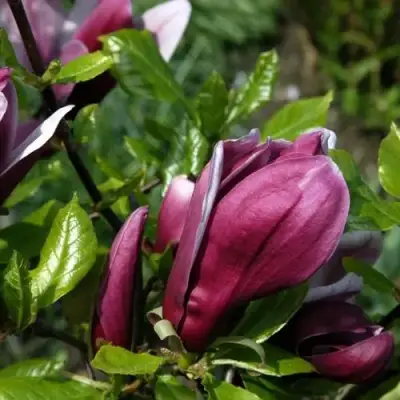 Магнолия НИГРА в Новополоцке