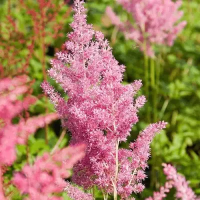 Астильба РЕЙНЛЕНД японская в Новополоцке