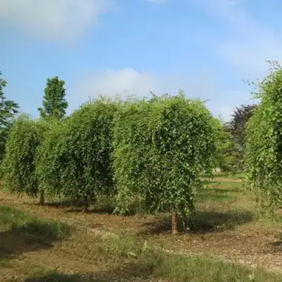 Береза САММЕР КАСКАД черная в Новополоцке