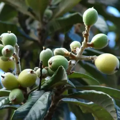 МУШМУЛА  в Новополоцке