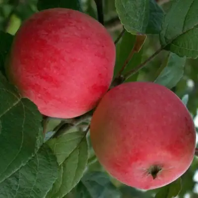 Яблоня СУЙСЛЕПСКОЕ (МАЛИНОВКА) в Новополоцке