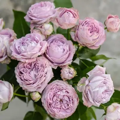 Роза ЛАВАНДЕР БАБЛС спрей в Новополоцке