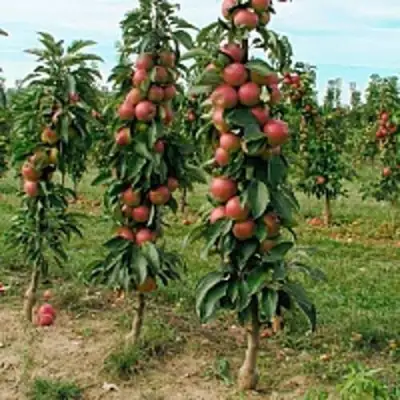 Яблоня ЯНТАРНОЕ ОЖЕРЕЛЬЕ колонновидная в Новополоцке