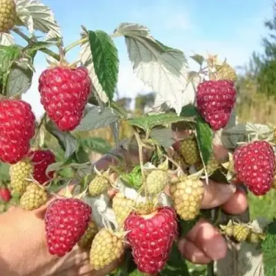 Малина ЖАР-ПТИЦА в Новополоцке