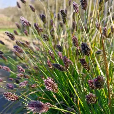 Сейслерия ХЕФЛЕРА в Новополоцке