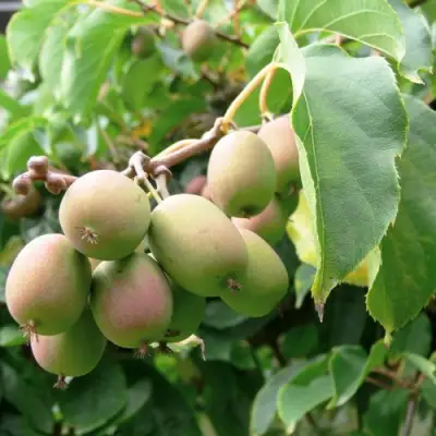 Актинидия ЛЮСИ аргута  в Новополоцке