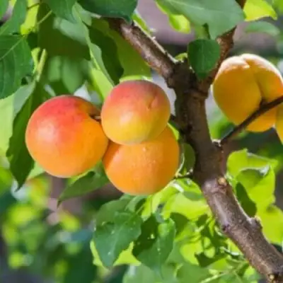 Абрикос РИТАУСМА в Новополоцке