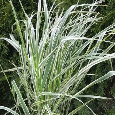 Вейник ОВЕРДАМ остроцветковый в Новополоцке