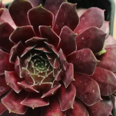 Молодило БЛЭК МОУНТЭЙН в Новополоцке