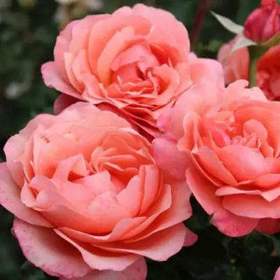 Роза КОРАЛ ЛИОНС РОУЗ флорибунда в Новополоцке
