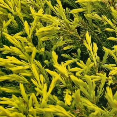 Можжевельник ЛАЙМ ГЛОУ горизонтальный  в Новополоцке