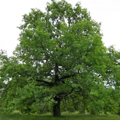 Дуб черешчатый в Новополоцке