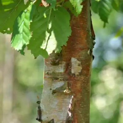 Береза бумажная в Новополоцке