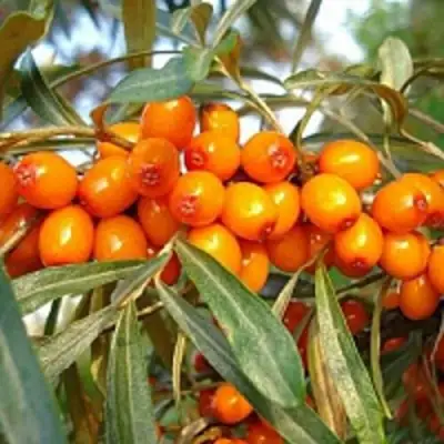 Облепиха БОТАНИЧЕСКАЯ в Новополоцке