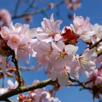 Вишня РАНЧО САРЖЕНТА в Новополоцке