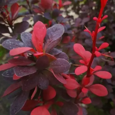 Барбарис РЕД ПИЛЛАР тунберга в Новополоцке