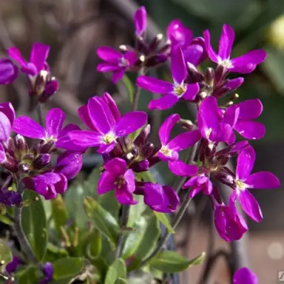 Арабис РОУЗ делайт в Новополоцке