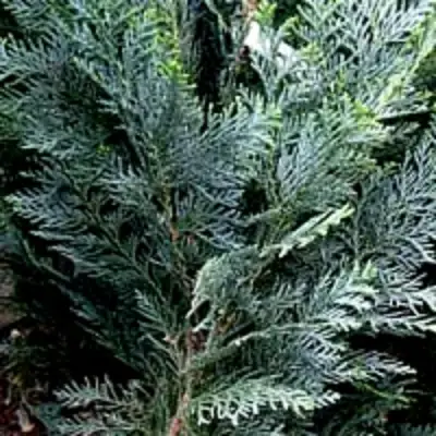 Кипарисовик ДАРТС БЛЮ РИББОН лавсона в Новополоцке